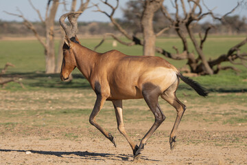 Red hartebeest, Cape hartebeest or Caama - Alcelaphus buselaphus caama running. Photo from Kgalagadi Transfrontier Park in South Africa.