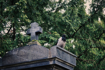 Cross Cemetery Crow - Grave -  Graveyard - Scary -  Halloween - Mysterious  - Tombstones - Background - Concept - Religion - Spooky - Creepy 