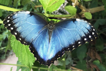 Magnifique Morpho dans une serre à papillons en France