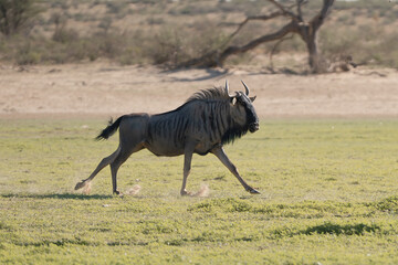 Blue wildebeest, common wildebeest, white-bearded gnu or brindled gnu - Connochaetes taurinus...