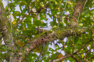 White-headed starling (Sturnia erythropygia), also known as the Andaman white-headed starling at South Andaman, Andaman  Nicobar UT, India