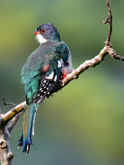 Obraz premium Cuban Tragon o Tocororo