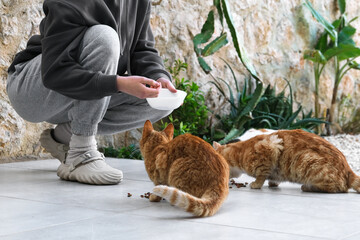 Colony of cats feeding. Wild cats living outdoors. A group of stray cats eating the dry cat food...