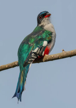 Cuban Tragon o Tocororo