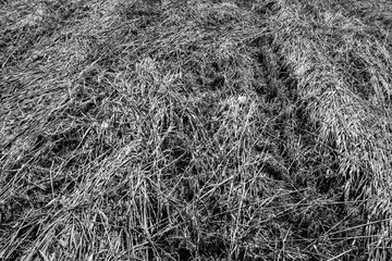 Field of mown grass, top view. The texture freshly cut meadow for publication, poster, calendar, post, screensaver, wallpaper, postcard, banner, cover. Toned high quality photo