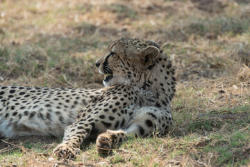 Cheetah lying down