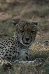 Cheetah lying down