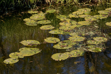 Tankumsee