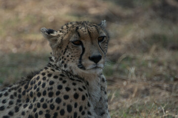 Cheetah lying down