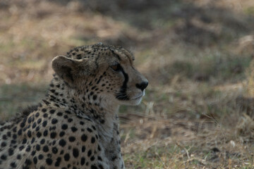 Cheetah lying down