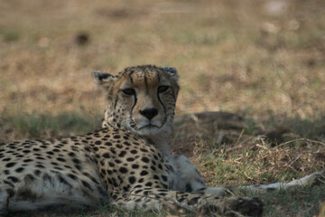 Cheetah lying down