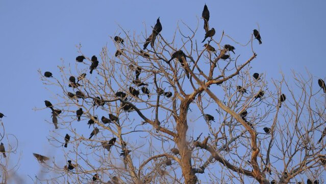Many Great Tailed Grackles Red Winged Blackbirds and Other Birds in One Tree