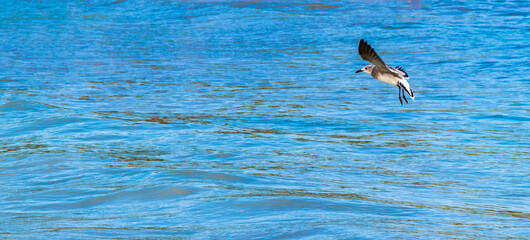 Flying seagull bird is flying in the Caribbean sea Mexico.