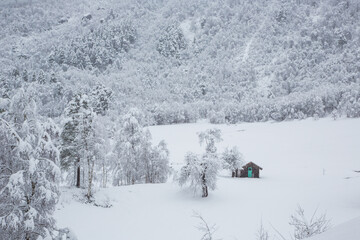 Snowy landscape in the Norwegian forest