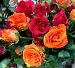 カラフルな薔薇