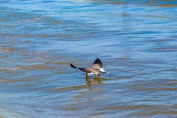 Flying seagull bird catching food fish out the water Mexico.