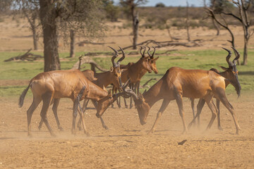Red hartebeest, Cape hartebeest or Caama - Alcelaphus buselaphus caama fighting and running in dust. Photo from Kgalagadi Transfrontier Park in South Africa.