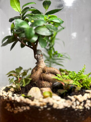 Decoration bonsai in a glass bottle. Garden terrarium bottle. Bonsai Forest in a jar. Terrarium jar...