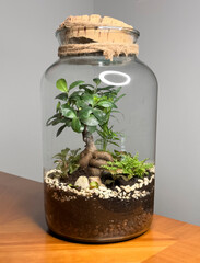 Decoration bonsai in a glass bottle. Garden terrarium bottle. Bonsai Forest in a jar. Terrarium jar...