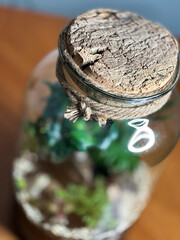 Decoration bonsai in a glass bottle. Garden terrarium bottle. Bonsai Forest in a jar. Terrarium jar with piece of forest with self ecosystem. Save the earth concept. Bonsai, set of terrariums, jars.