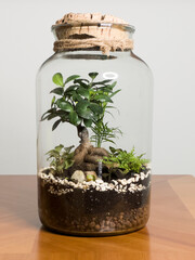 Decoration bonsai in a glass bottle. Garden terrarium bottle. Bonsai Forest in a jar. Terrarium jar with piece of forest with self ecosystem. Save the earth concept. Bonsai, set of terrariums, jars.