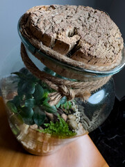 Decoration bonsai in a glass bottle. Garden terrarium bottle. Bonsai Forest in a jar. Terrarium jar with piece of forest with self ecosystem. Save the earth concept. Bonsai, set of terrariums, jars.