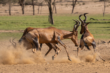 Red hartebeest, Cape hartebeest or Caama - Alcelaphus buselaphus caama fighting and running in dust. Photo from Kgalagadi Transfrontier Park in South Africa.	