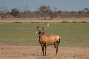 Red hartebeest, Cape hartebeest or Caama - Alcelaphus buselaphus caama on green grass with Botswana South Africa border sloop in background. Photo from Kgalagadi Transfrontier Park in South Africa.
