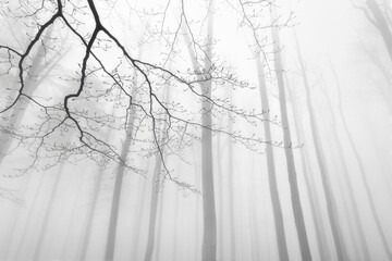 Foggy view of the crowns trees