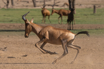 Red hartebeest, Cape hartebeest or Caama - Alcelaphus buselaphus caama running. Photo from Kgalagadi Transfrontier Park in South Africa.