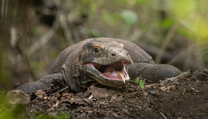 Wild Komodo dragon (Varanus komodoensis) with long, deeply forked tongue photographed on the island...
