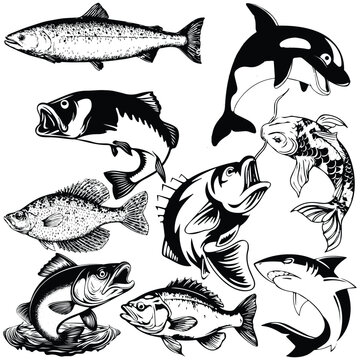 Vector Fish Images – Browse 233 Stock Photos, Vectors, and Video