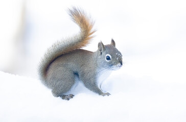 American Red Squirrel in the snow
