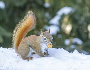 Naklejka na ściany i meble American Red Squirrel eating a peanut in the snow