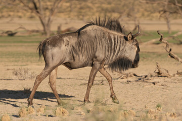 Blue wildebeest, common wildebeest, white-bearded gnu or brindled gnu - Connochaetes taurinus in morning light with brown background. Photo from Kgalagadi Transfrontier Park in South Africa.