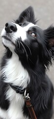 Upward Glance: Black and White Dog with a Watchful Eye