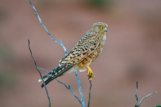 Greater kestrel, white-eyed kestrel - Falco rupicoloides perched with dark background. Photo from Kgalagadi Transfrontier Park in South Africa.	