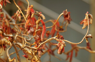 Flowering of hazel ornamental in spring