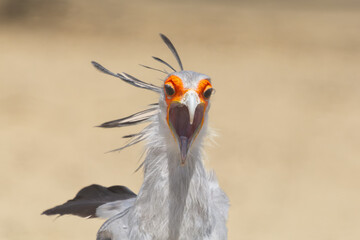Portrait of calling  secretarybird or secretary bird - Sagittarius serpentarius with yellow sand in background. Photo from Kgalagadi Transfrontier Park in South Africa.	