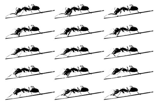 Ant walking image sequence.