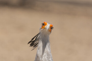 Portrait of secretarybird or secretary bird - Sagittarius serpentarius with yellow sand  in ackground. Photo from Kgalagadi Transfrontier Park in South Africa.	