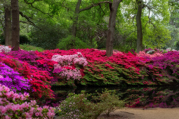 Azaleas reflected in a pond in Isabella Plantation in spring, Richmond, England