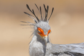 Portrait of secretarybird or secretary bird - Sagittarius serpentarius with yellow sand  in background. Photo from Kgalagadi Transfrontier Park in South Africa.