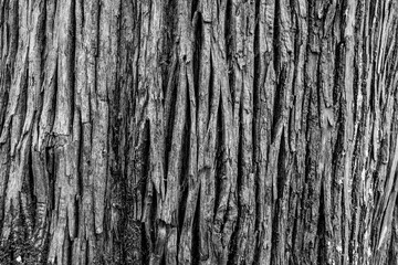 Toned tree bark background, close-up. Natural trunk texture for publication, screensaver,...