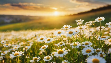 white daysies on a green meadow during the day and at sunset, sunrise, spring, summer, flower meadow