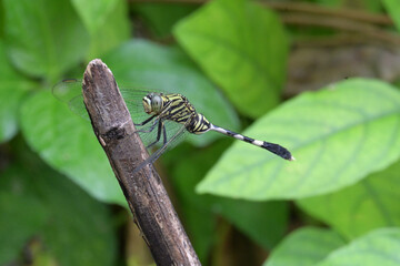 dragonflies are carnivorous animals that have the ability to intercept their prey in the air....