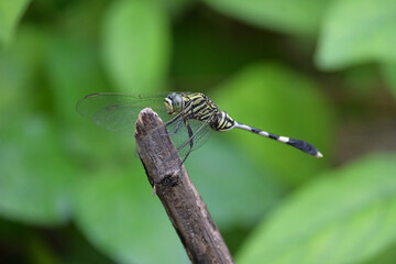 dragonflies are carnivorous animals that have the ability to intercept their prey in the air. dragonflies have sharp jaws, have wide vision up to 360 degrees,