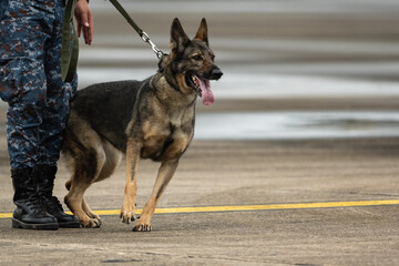 Smart police dog demonstrations to attack the enemy.K9 military dog unit.K-9 training service dogs for police.Soldier with his german shepherd dog. - obrazy, fototapety, plakaty