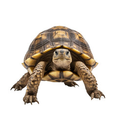 Obraz premium turtle on white background