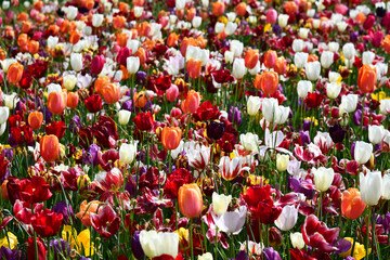 verschiedene Sorten von Tulpen